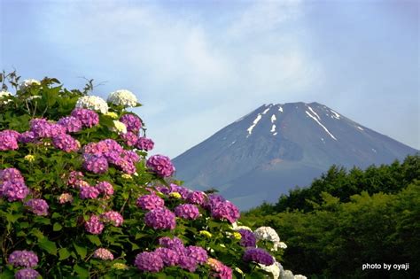 富士山 的图像结果