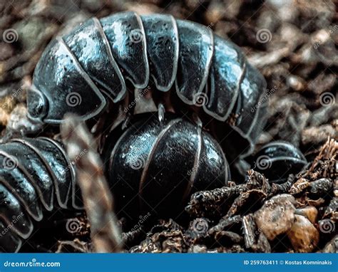 Roly-poly to each other stock image. Image of animal - 259763411