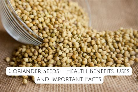 Coriander Seeds - Health Benefits, Uses and Important Facts – Aahari.com