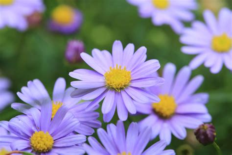 7 Species of Daisies for Your Flower Garden