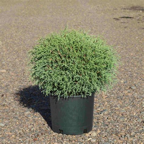Thuja occidentalis 'Bobazam' Mr. Bowling Ball® - Blue Heron Nursery
