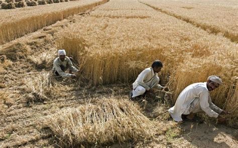 印度农业 的图像结果