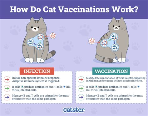 Do I Need to Get My Indoor Cat Vaccinated? Vet Approved Facts & Safety ...