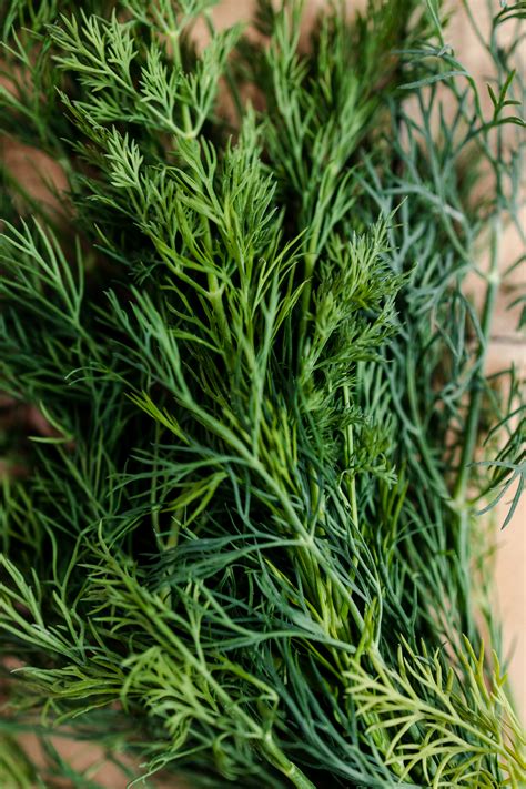 25 Best Substitutes For Dill (Fresh And Dried Ideas) - Raepublic