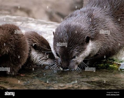 The Asian small-clawed otter, also known as the oriental small-clawed ...