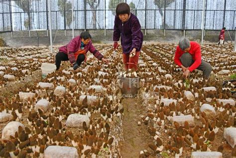 羊肚菌每亩要多少成本?羊肚菌种植技术-行业新闻-中国花木网