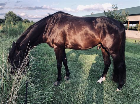 Platinum Performance Review: Horse Supplements Worth the Price?