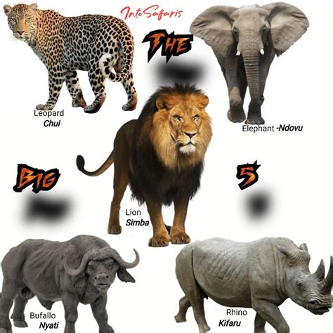 What Is Magnify In Swahili at Ellie Ezell blog
