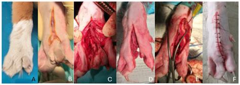 Ectrodactyly with Polydactyly in a Dog—Case Description and Description ...