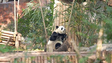 A slice of Chengdu: These pandas are so adorable - CGTN