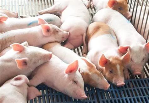 农村养猪：当前猪场的类型及特点 - 养猪场建设/养猪技术 - 中国养猪网-中国养猪行业门户网站