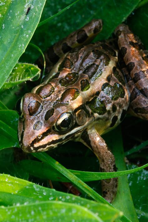 Image result for Cheapickle Frog