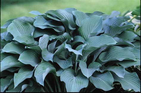 Krossa Regal Hosta - Plant Library - Pahl's Market - Apple Valley, MN