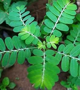 SIVSENKAR ARGANICS BHUMI AMLA PHYLLANTHUS NIRURI GULF LEAF FLOWER ...