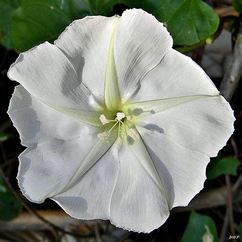 White Morning Glory Poisonous