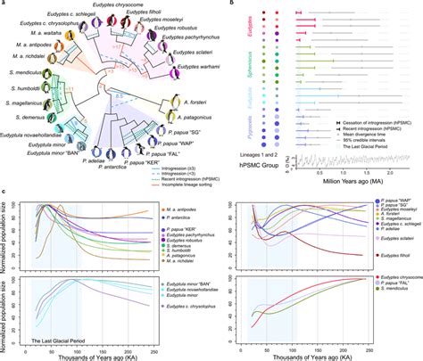 Image result for Two Types of Incomplete Lineage Sorting