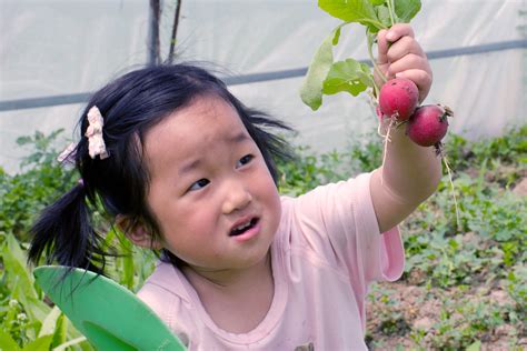 拔萝卜 - 成长足迹 - 东阳市第二实验幼儿园
