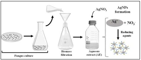 Antifungal Activity of Mycogenic Silver Nanoparticles on Clinical ...