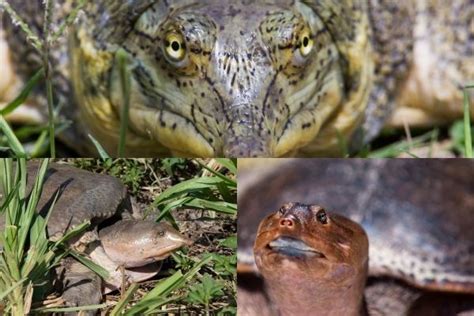 Image result for All Softshell Turtle Types