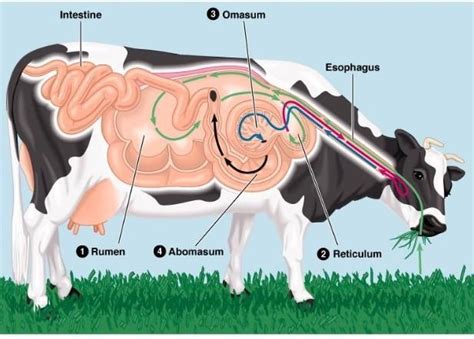 explain the process of digestion in ruminants - Brainly.in