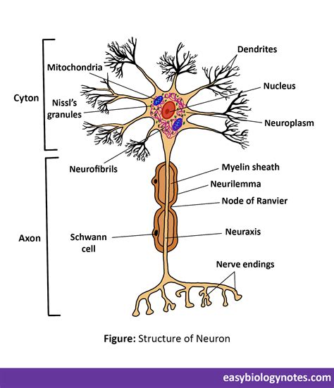 Nervous System - Definition, Parts and their Functions ...
