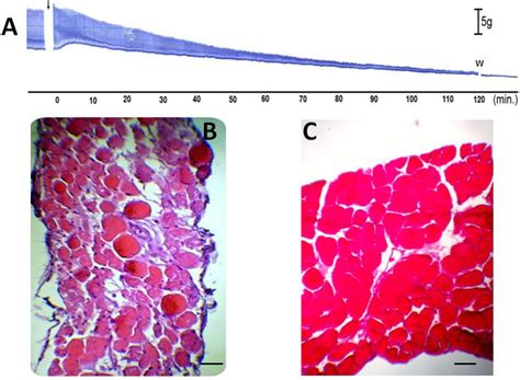 An Isoflavone from Dipteryx alata Vogel is Active against the in Vitro ...
