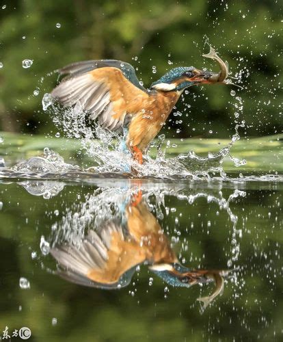 喝水的动物摄影图片-喝水的动物摄影作品-千库网