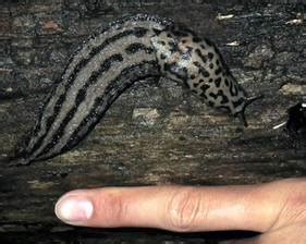 【びっくりサイエンス】ヒョウ柄の巨大外来ナメクジ、北海道で生息域が急拡大 農作物の食害の恐れも - 産経ニュース
