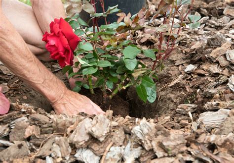 Planting Roses Tips 的图像结果