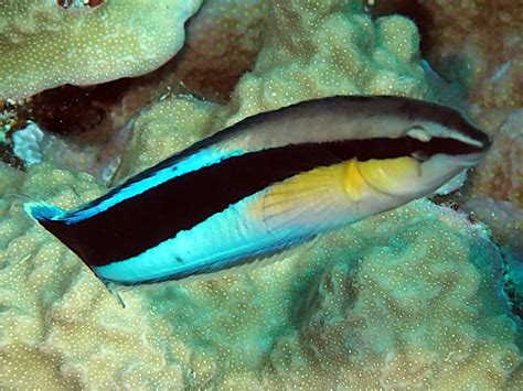 Bluestreak Cleaner Wrasse - Labroides dimidiatus - Great Barrier Reef ...