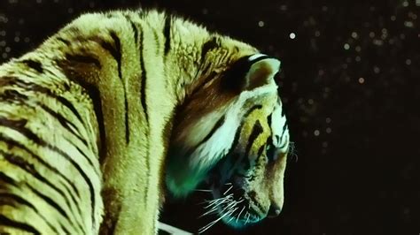 movies, Tigers, Life, Of, Pi Wallpapers HD / Desktop and Mobile Backgrounds