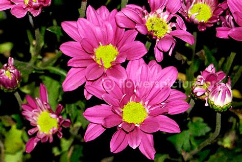Chrysanthemum flower varieties