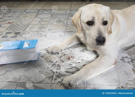 Dirty Guilty Dog Made Mess and Lies Near Scattered Flour on Floor with ...