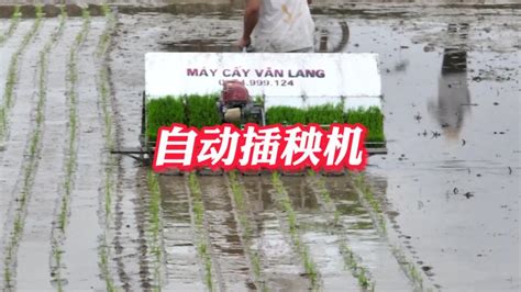 1小时插秧4亩地，一次同时插6行，越南是如何给水稻插秧的？,三农,农业技术,好看视频