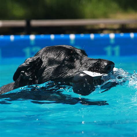 Image result for Dog Diving Platform