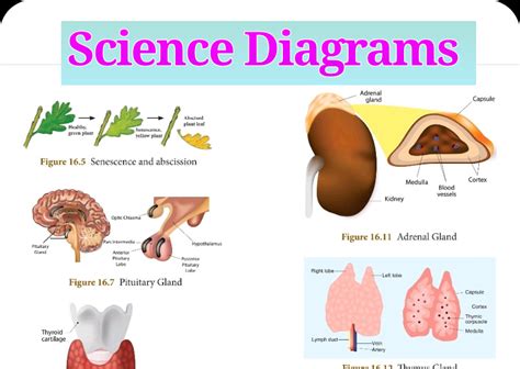 10th science diagrams