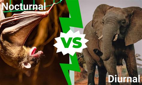 Nocturnal vs Diurnal: What's The Difference? - A-Z Animals