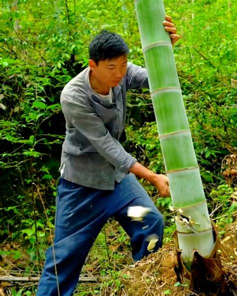 Image result for Bamboo Paper Tutorial