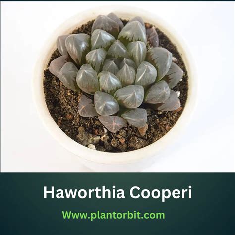 Haworthia Cooperi Care Guide: A charming Succulent – Plant Orbit