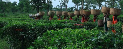 Khadim Tea Estate