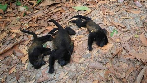 ¿Cuántos monos aulladores han muerto en México por la ola de calor ...