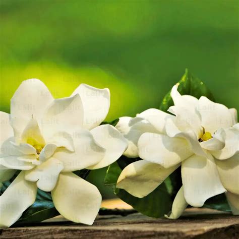 Gardenia White (Gandharaj) - Plant – Lalit Enterprise