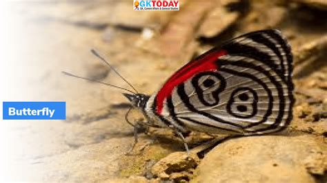 Butterfly Migration in India – GKToday
