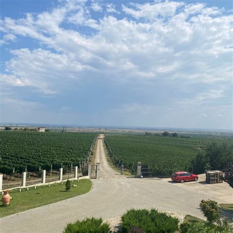 LICORNA WINEHOUSE (2025) All You Need to Know BEFORE You Go (with ...