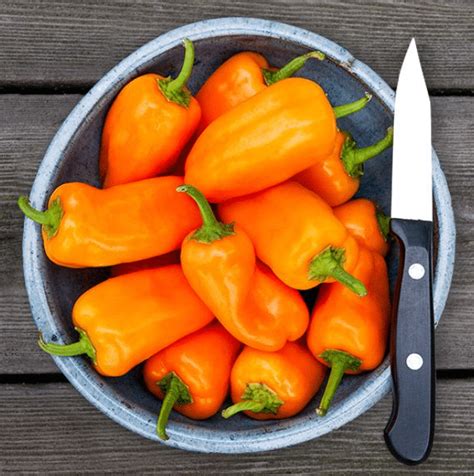 Image result for Mini Orange Tutorial