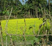 NIRD NERC, Guwahati - CONSULTANCY