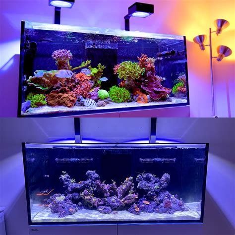 Image result for Reef Decatur Indiana