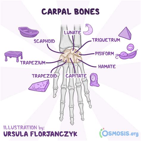 Wrist Bones Mnemonic