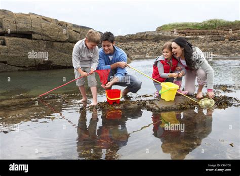 Sea Shells Collecting 的图像结果