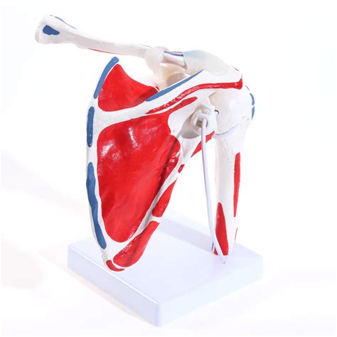 Buy MIIRR Human Shoulder Joint Model, Life Size Flexible Anatomically ...